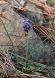 View full-size image Muscari commutatum