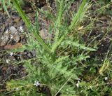 View full-size image genus Carduus