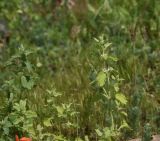 Смотреть изображение Marrubium catariifolium