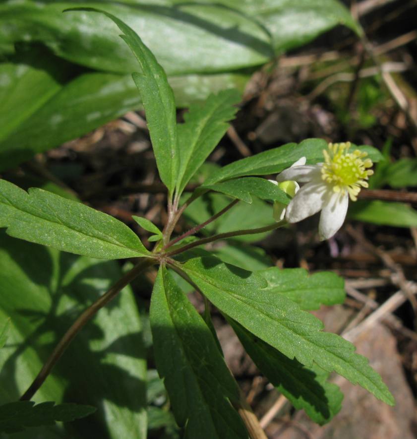 Image of Anemone osinovskiensis specimen.