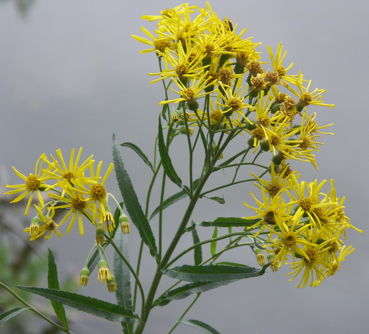 Image of Senecio paludosus specimen.