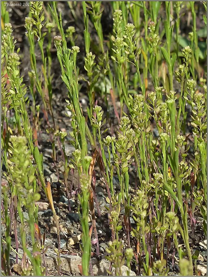 Image of Lepidium densiflorum specimen.