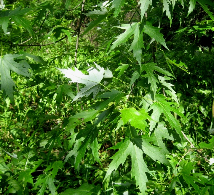 Image of Acer saccharinum specimen.