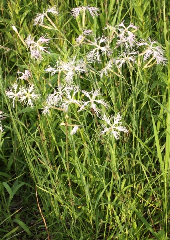 Image of Dianthus stenocalyx specimen.