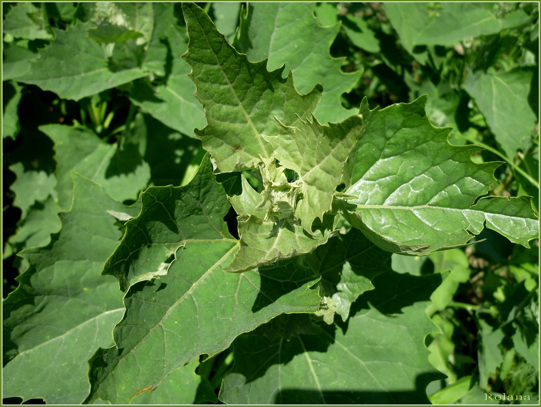 Изображение особи Atriplex sagittata.