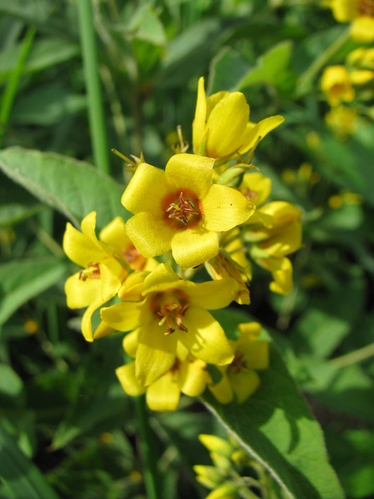 Изображение особи Lysimachia vulgaris.