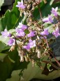 Campanula sibirica