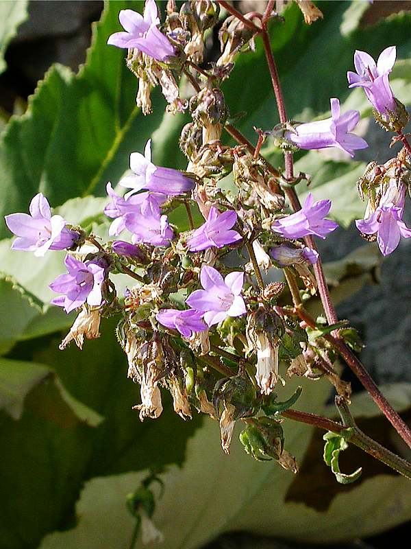 Изображение особи Campanula sibirica.