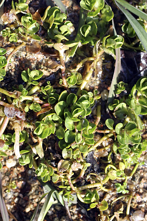 Image of Veronica beccabunga ssp. muscosa specimen.