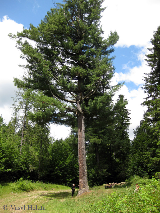 Изображение особи Pinus strobus.