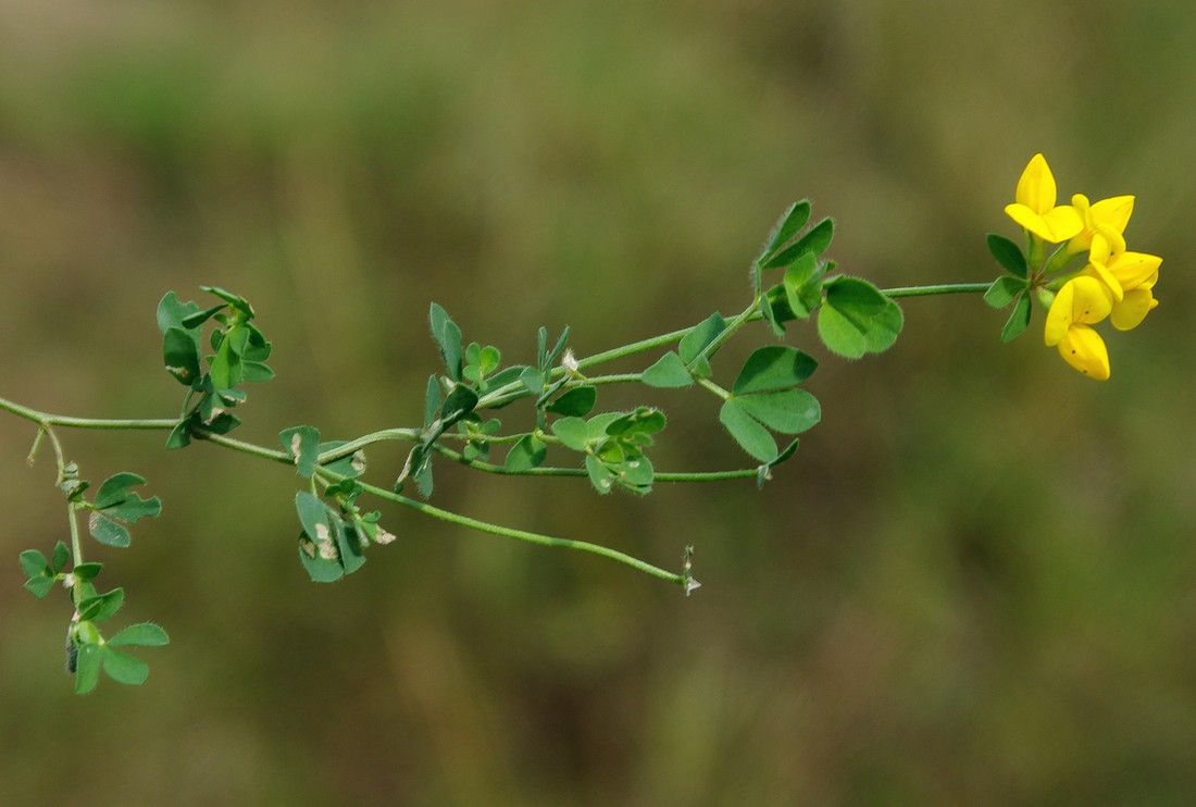 Image of Lotus corniculatus specimen.