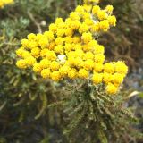 Achillea wilhelmsii. Соцветие. Копетдаг, Чули. Май 2011 г.