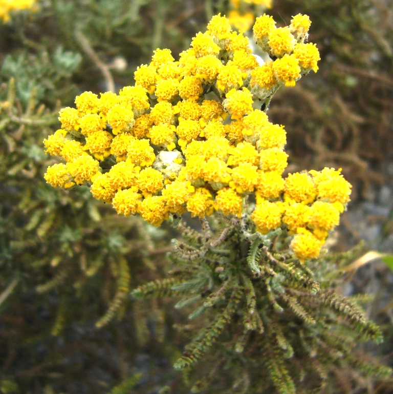 Изображение особи Achillea wilhelmsii.