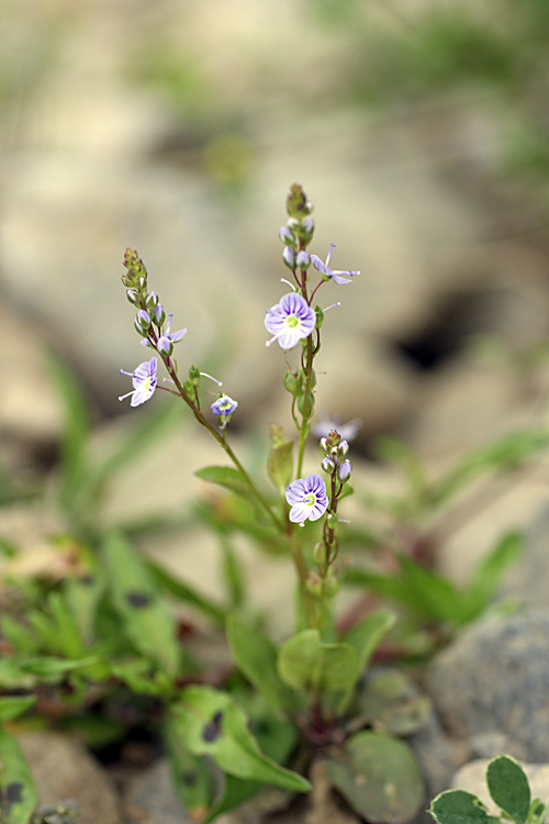 Image of Veronica anagallis-aquatica specimen.