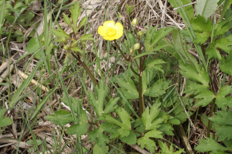 Image of Ranunculus repens specimen.