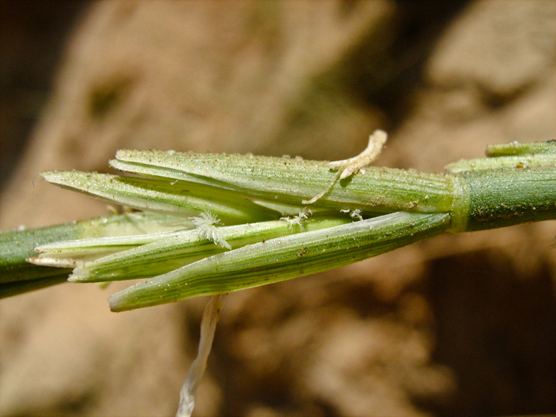 Изображение особи Elytrigia juncea.