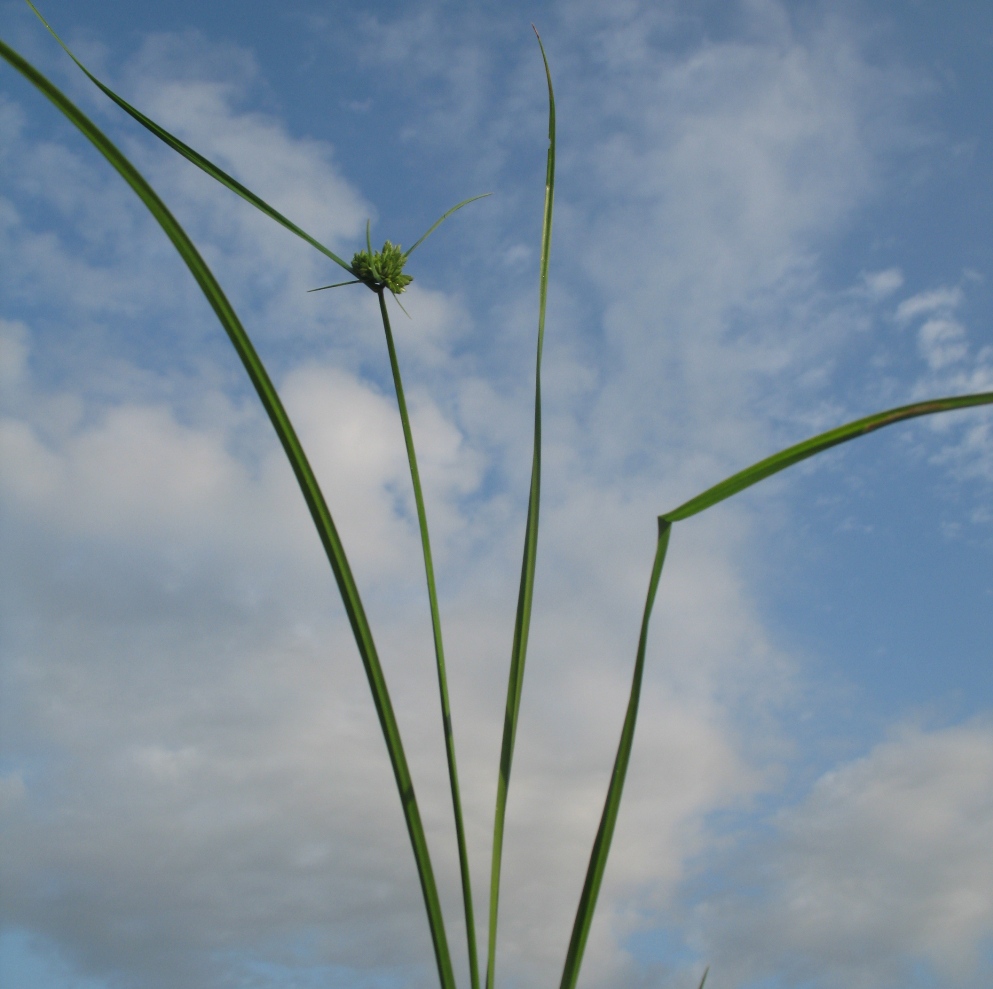 Изображение особи Cyperus eragrostis.