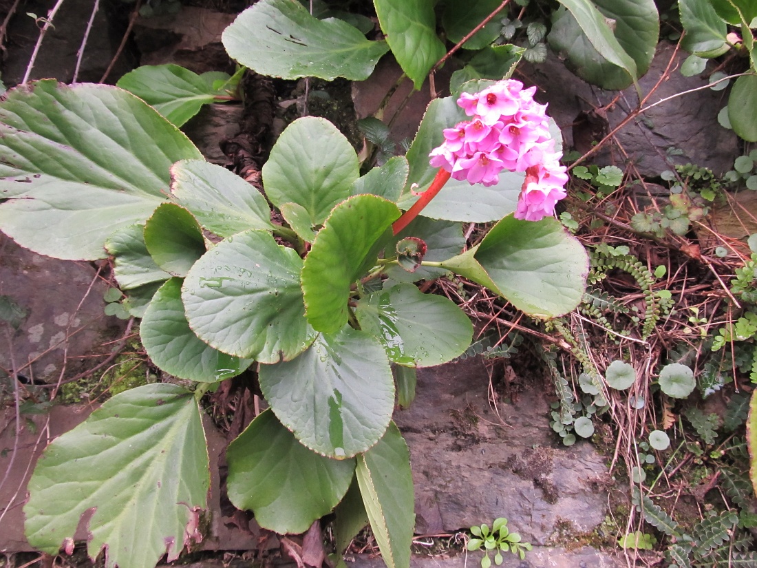 Изображение особи род Bergenia.