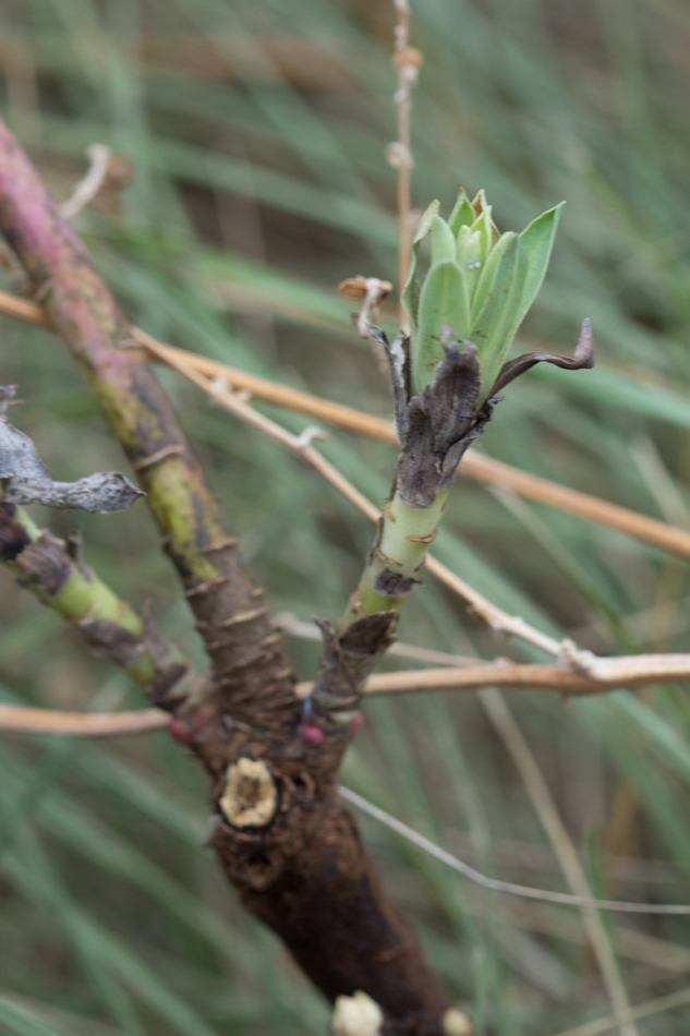 Image of genus Euphorbia specimen.