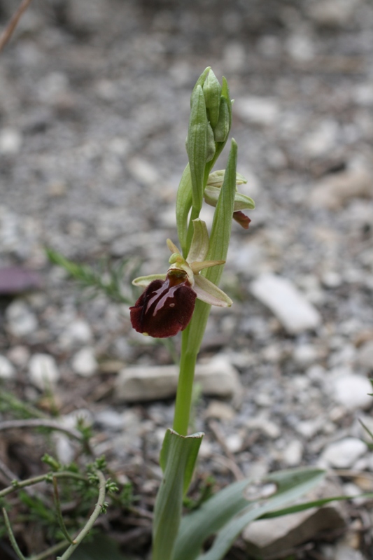 Image of Ophrys mammosa ssp. caucasica specimen.