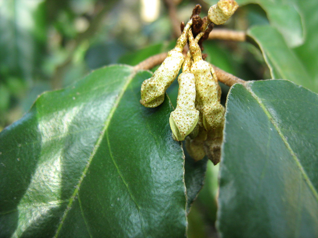 Image of Elaeagnus pungens specimen.