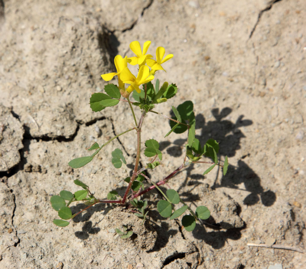 Image of Trigonella grandiflora specimen.