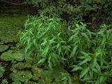 Persicaria hydropiper