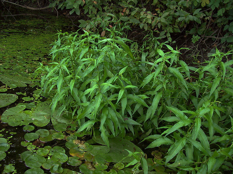 Image of Persicaria hydropiper specimen.