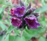 Pulmonaria mollis