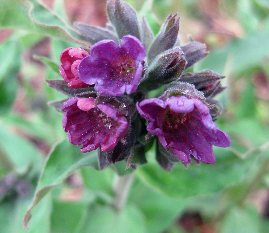 Изображение особи Pulmonaria mollis.