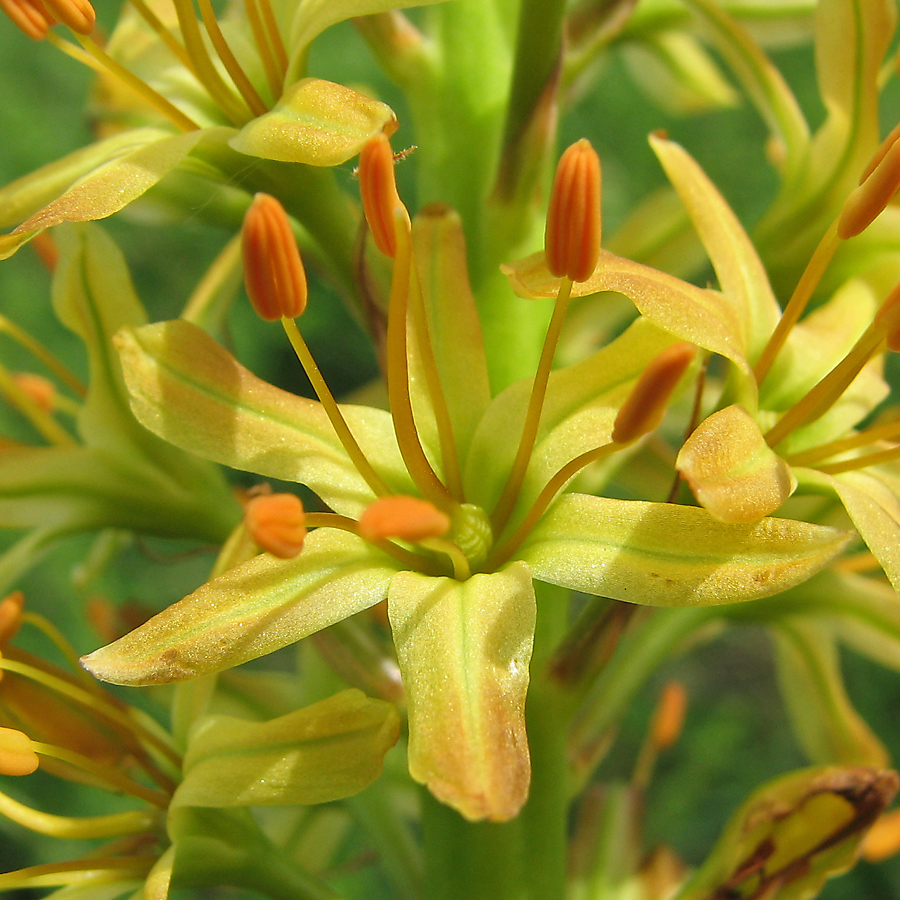 Image of Eremurus spectabilis specimen.