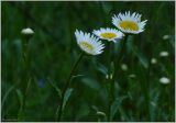 Leucanthemum ircutianum. Цветы. Чувашия, окр. г. Шумерля, пойма р. Сура, Наватские пески.