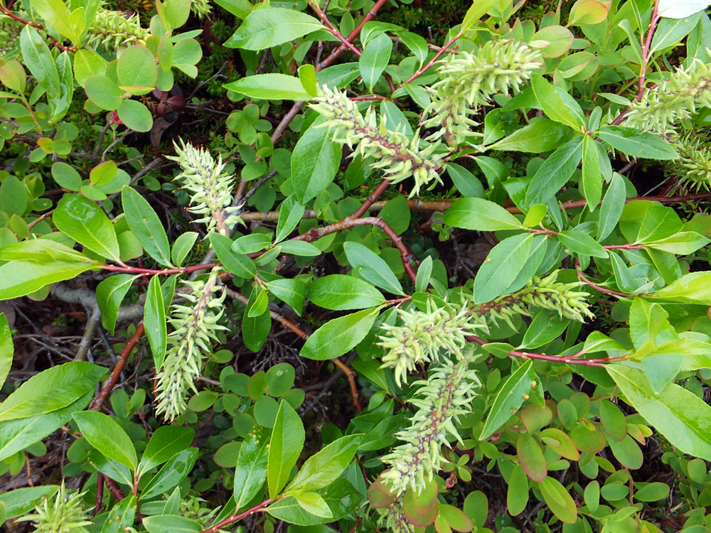 Изображение особи Salix phylicifolia.