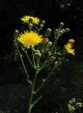 Sonchus arvensis. Общее соцветие с нераскрывшимися и раскрывшимися соцветиями-корзинками. Крым, Белогорский р-н, окр. с. Земляничное, у дороги. 23 июня 2012 г.