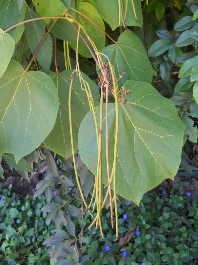 Image of Catalpa ovata specimen.