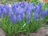 Muscari armeniacum