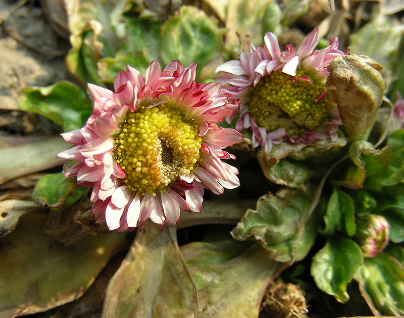 Image of Bellis perennis specimen.