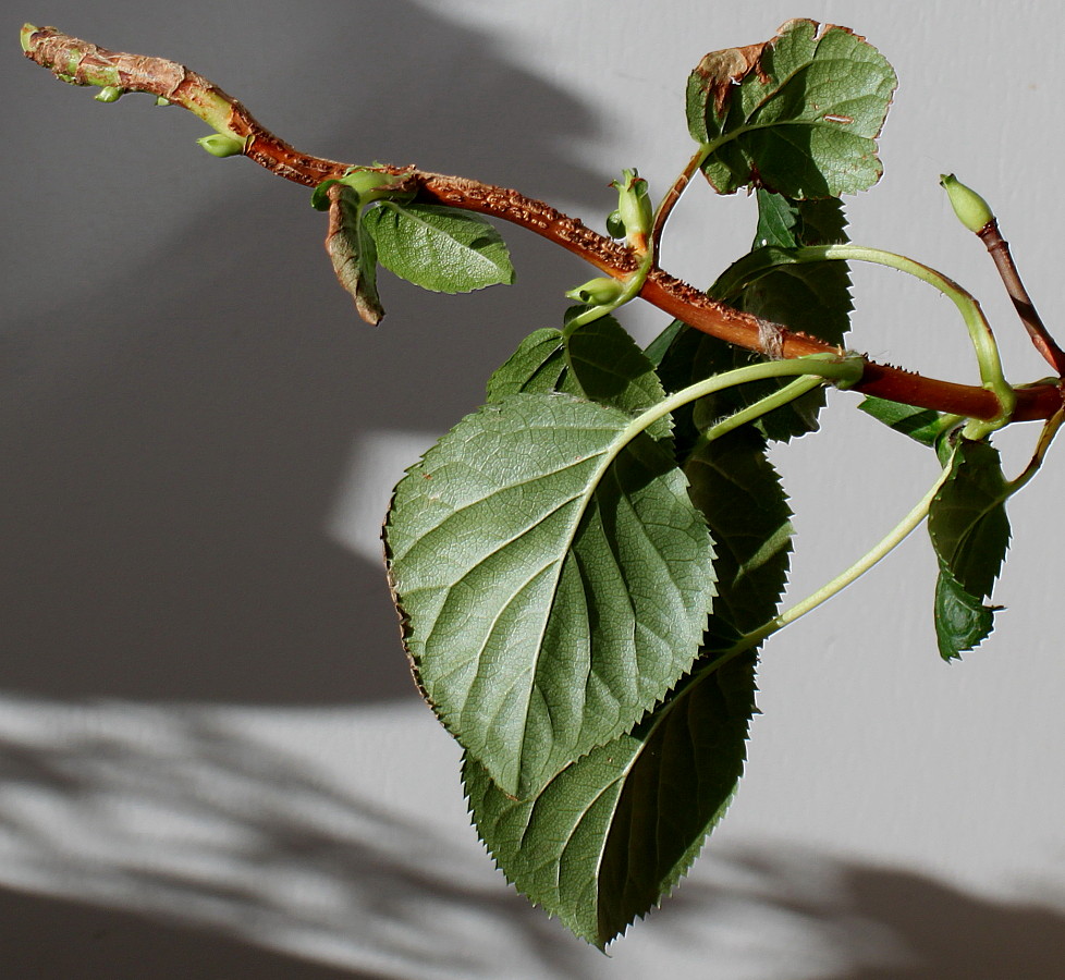 Image of Hydrangea petiolaris specimen.