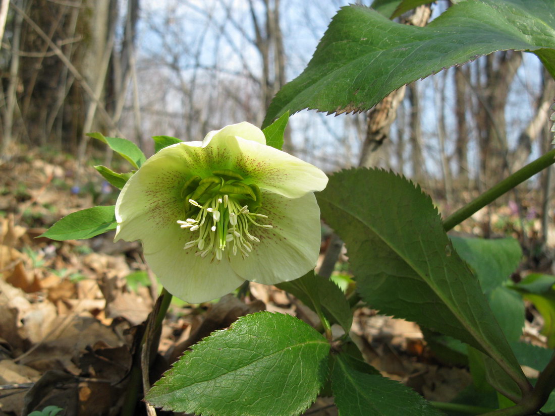 Image of Helleborus caucasicus specimen.