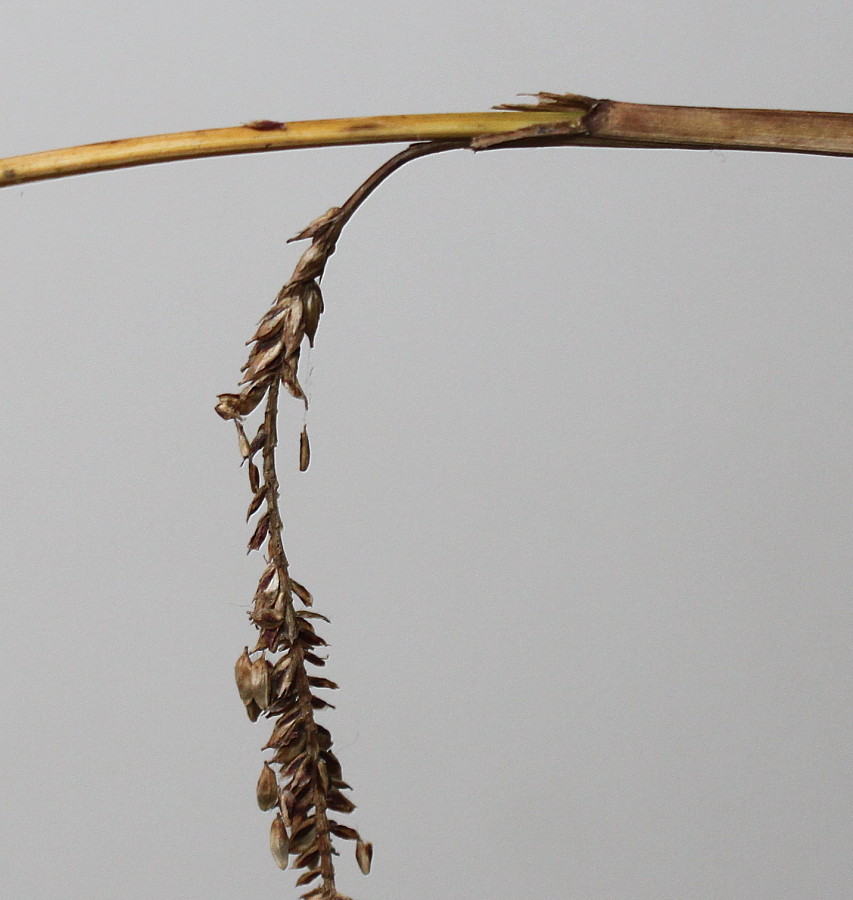 Image of Carex pendula specimen.