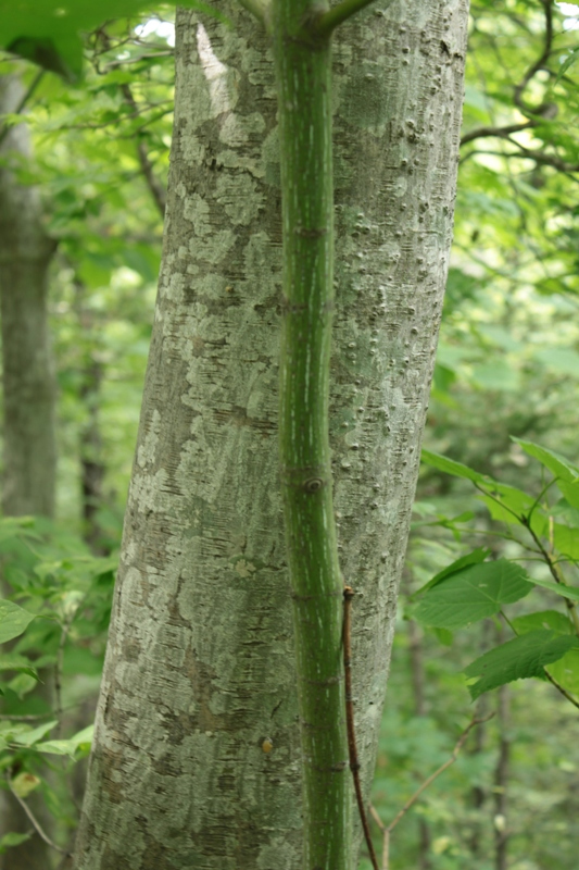 Image of Acer tegmentosum specimen.