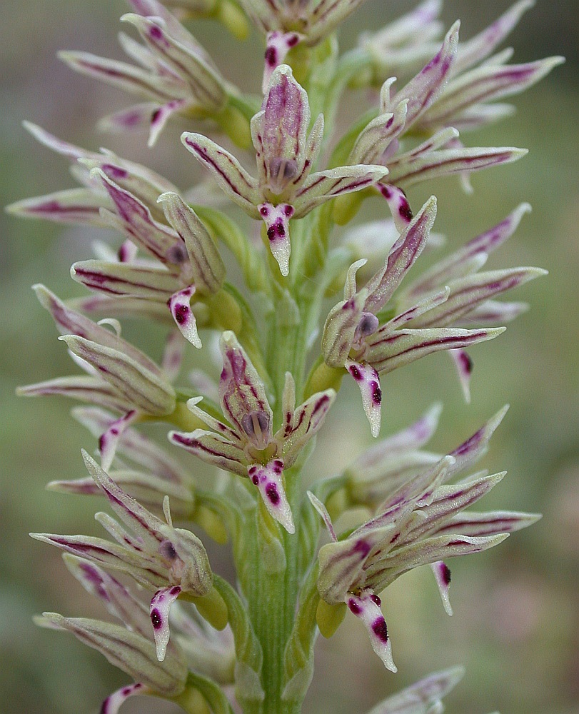 Image of genus Orchis specimen.