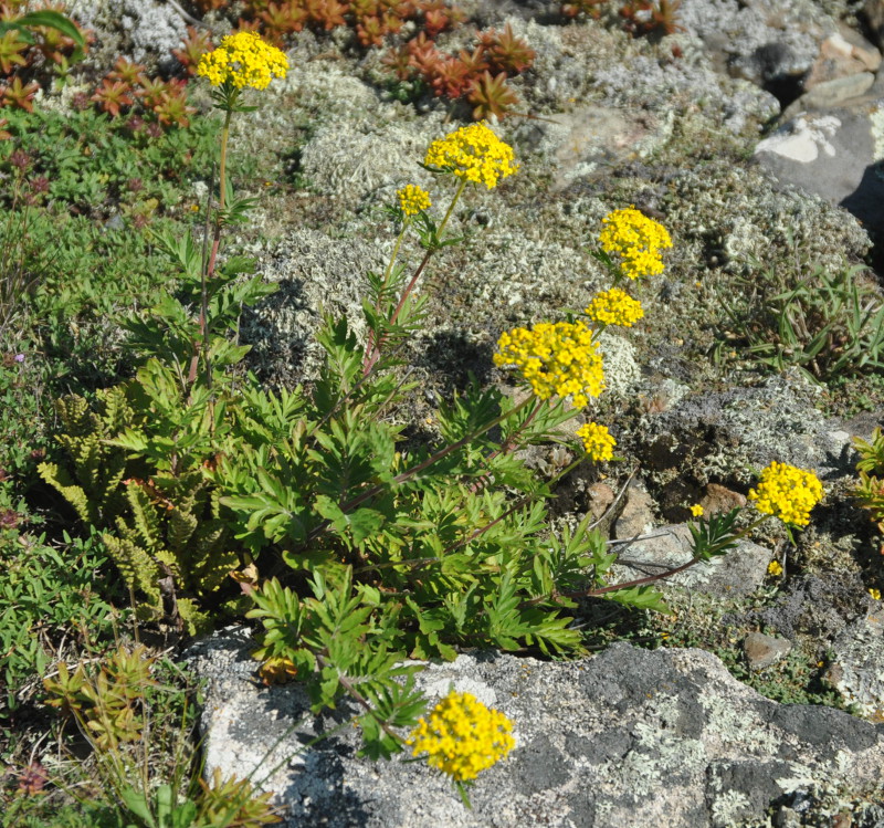 Изображение особи Patrinia rupestris.