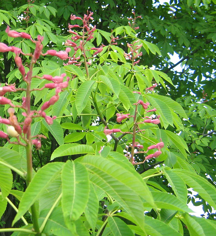 Изображение особи Aesculus pavia.