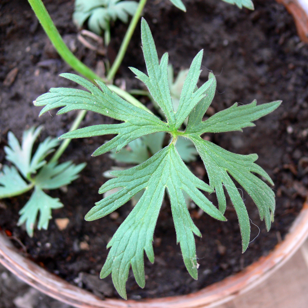 Image of Ranunculus polyanthemos specimen.