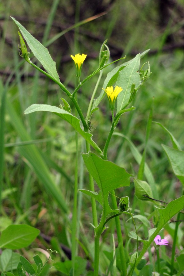 Изображение особи Rhagadiolus edulis.