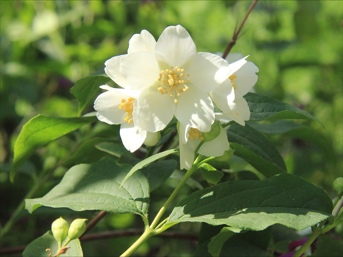 Изображение особи Philadelphus coronarius.