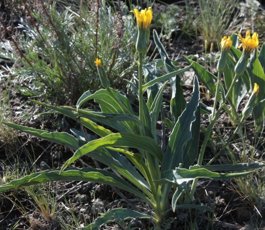 Изображение особи Scorzonera pratorum.