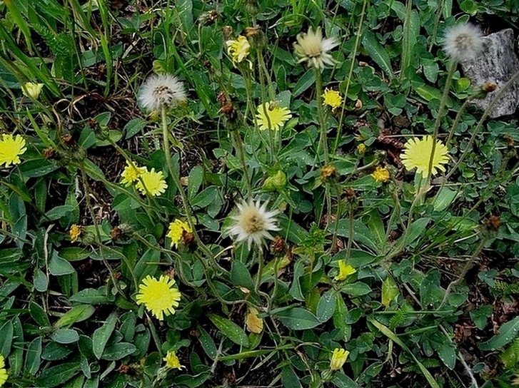 Image of Pilosella officinarum specimen.