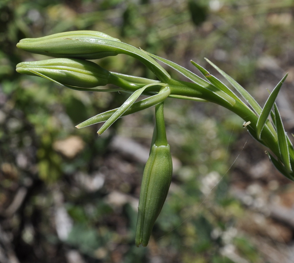 Image of Lilium chalcedonicum specimen.